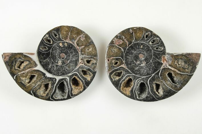 Cut/Polished Ammonite (Phylloceras?) Pair - Unusual Black Color #166019